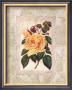 Victorian Rose Ii by John Butler Limited Edition Pricing Art Print