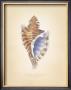 Angular Triton by Richard Van Genderen Limited Edition Print