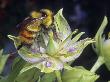 Close-Up Of Bumblee Gathering Pollen From A Swertia Radiata Flower by Stephen Sharnoff Limited Edition Print