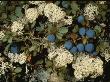 Lichen, Cladina Stelaris, Favorite Food Of Caribou And Reindeer by Sharnoff & Duran Limited Edition Print