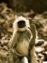 Common Langur Monkey(Presbytis Entellus) by Beverly Joubert Limited Edition Print