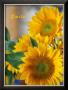 Smile: Sunny Sunflower by Nicole Katano Limited Edition Print