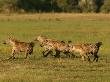 Pack Of Running Spotted Hyena (Crocuta Crocuta) by Beverly Joubert Limited Edition Print