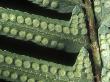 Underside Of Western Sword Fern, Polystichum Munitum, Showing Sori by Stephen Sharnoff Limited Edition Print