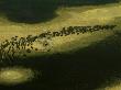 Aerial View Of African Buffalo (Syncerus Caffer) by Beverly Joubert Limited Edition Print