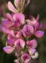 Pink Flowers Of Onobrychis, Possibly O. Sativa, Or Sanfoin by Stephen Sharnoff Limited Edition Print