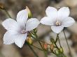 Flowers Of Linum Suffruticosum, Le Lin Sous-Arbrisseau, Or White Flax by Stephen Sharnoff Limited Edition Print