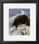 Eagle And Wolf by Gary Ampel Limited Edition Print
