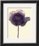 Transparent Rose I by Katja Marzahn Limited Edition Pricing Art Print