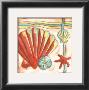 Pop Shells Ii by Nancy Slocum Limited Edition Print