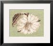 Regence Lily Ii by Sarah E. Chilton Limited Edition Print