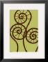 Dichromatic Fiddleheads Ii by Vanna Lam Limited Edition Print