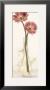 Charming Daisy by Donna Geissler Limited Edition Print