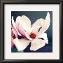 Magnolia by Amelie Vuillon Limited Edition Print