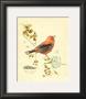 Gilded Songbird Iii by Chad Barrett Limited Edition Print