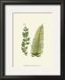 Woodland Ferns Vi by Edward Lowe Limited Edition Print