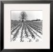 Simply Rows by Monte Nagler Limited Edition Print