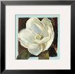 Magnolia Iii by Carol Rowan Limited Edition Pricing Art Print