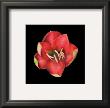 Coral Tulip by Joson Limited Edition Pricing Art Print