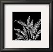 Black And White Ferns I by Patti Socci Limited Edition Print