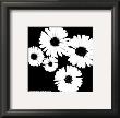 Black And White Asters Ii by Patti Socci Limited Edition Print