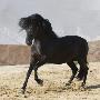 Black Andalusian Stallion Cantering In Arena Yard, Osuna, Spain by Carol Walker Limited Edition Print