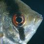 Angelfish Head Portrait, From Rivers Of Amazon Basin, South America by Jane Burton Limited Edition Print