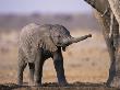 African Elephant Baby, Etosha National Park, Namibia by Tony Heald Limited Edition Print