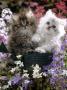 Domestic Cat, Tabby And Siver Chinchilla Persian Kittens, By Watering Can Among Bellflowers by Jane Burton Limited Edition Print