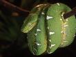 Emerald Tree Boa (Corallus Canina), Ecuador, Amazon, South America by Pete Oxford Limited Edition Pricing Art Print