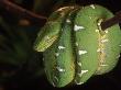 Emerald Tree Boa (Corallus Canina), Ecuador, Amazon, South America by Pete Oxford Limited Edition Print