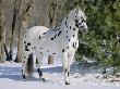 Appaloosa Horse In Snow, Illinois, Usa by Lynn M. Stone Limited Edition Print