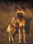 Arican Wild Dog Portrait (Lycaon Pictus) De Wildt, S. Africa by Tony Heald Limited Edition Print