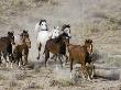Herd Of Wild Horses, Cantering Across Sagebrush-Steppe, Adobe Town, Wyoming, Usa by Carol Walker Limited Edition Print
