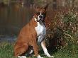 Boxer Dog Sitting, Illinois, Usa by Lynn M. Stone Limited Edition Print