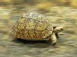 Leopard Tortoise (Geochelone Pardalis) Running by Jane Burton Limited Edition Print