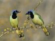 Green Jay Pair, Texas, Usa by Rolf Nussbaumer Limited Edition Print