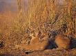 Lions Basking In Sun, Linyanti, Botswana by Peter Oxford Limited Edition Print
