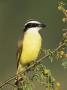 Great Kiskadee, Texas, Usa by Rolf Nussbaumer Limited Edition Pricing Art Print