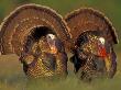 Wild Turkey Males Displaying, Texas, Usa by Rolf Nussbaumer Limited Edition Print