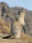 Alpine Marmot Calling, Switzerland by Rolf Nussbaumer Limited Edition Pricing Art Print