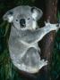 Koala, In Tree, Queensland, Australia by Lynn M. Stone Limited Edition Pricing Art Print