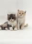 Domestic Cat, 7-Week, Blue-Cream Bicolour And Cream Bicolour Persian Kittens by Jane Burton Limited Edition Pricing Art Print