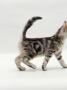 Domestic Cat, 8-Week, Silver Tabby Male Kitten by Jane Burton Limited Edition Pricing Art Print