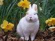 Domestic Albino Netherland Dwarf Rabbit, Amongst Daffodils, Usa by Lynn M. Stone Limited Edition Print