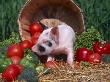 Domestic Piglet, Amongst Vegetables, Usa by Lynn M. Stone Limited Edition Print