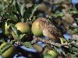 European Wryneck In Apple Tree, Switzerland by Rolf Nussbaumer Limited Edition Print