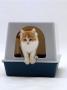 Domestic Cat, Red-And-White Kitten Coming Out Of Igloo Cat Litter Tray by Jane Burton Limited Edition Print
