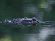 American Alligator Submerged, Sanibel Is, Florida, Usa by Rolf Nussbaumer Limited Edition Pricing Art Print