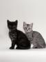 Domestic Cat, Two British Shorthair Smoke And Silver Spotted Kittens by Jane Burton Limited Edition Print